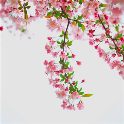 江南足球appapp下载